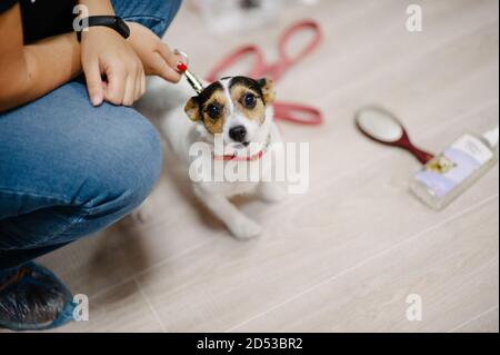 owner keeps jack russell terrier dog on leash indoors veterinary canine Stock Photo