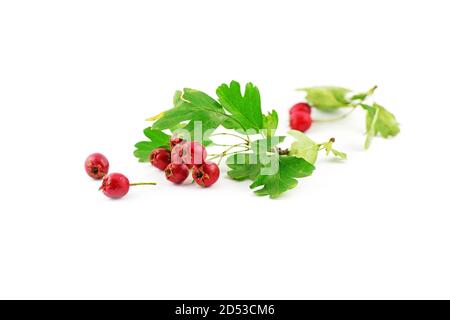 The red small fruits and green leaves on a branch of a hawthorn (Crataegus monogyna or laevigata) isolated against a white background. Autumn scene. Stock Photo
