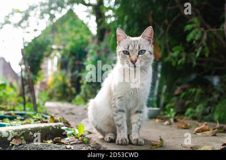 Gray cat with blue eyes on the street. High quality photo Stock Photo