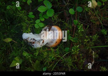 Cortinarius mucosus, known as the orange webcap or the slimy cortinarius, wild mushrooms Stock Photo