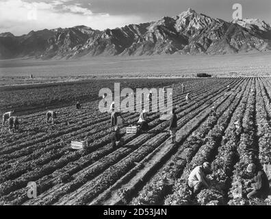 farm workers, Mt. Williamson in background, Manzanar Relocation Center, California, USA, Ansel Adams, Manzanar War Relocation Center photographs, 1943 Stock Photo
