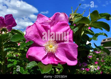 A pink rose on a sunny day Stock Photo