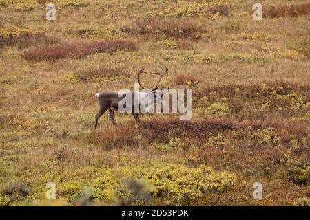 Caribou in Denali National Park Stock Photo