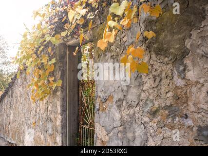 Old stone wall, gate and climbing plants or vine. Autumn. Stock Photo