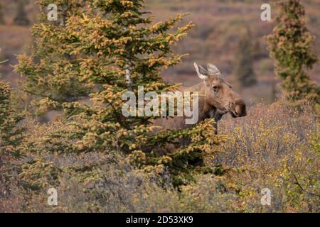 Denali National Park Moose Stock Photo