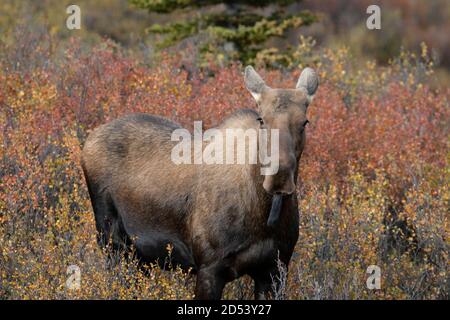 Cow Moose, Denali National Park, Alaska, female moose, snow, spring ...