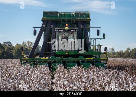 A John Deere harvester collects the cotton harvest during autumn at Pugh Farms plantation October 18, 2019 in Halls, Tennessee. Stock Photo