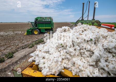 A speciality harvester heads back to the field after unloading cotton bolls into a cotton module builders at his the Schirmer Farm during the cotton harvest August 22, 2020 in Batesville, Texas. Stock Photo