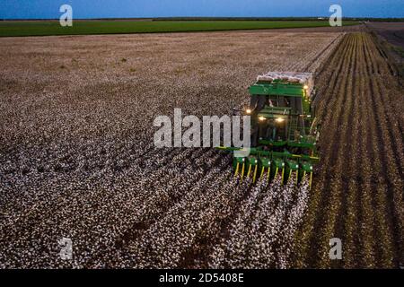 Operations Manager Brandon Schirmer operates a speciality harvester at his family during the cotton harvest August 23, 2020 in Batesville, Texas. Stock Photo