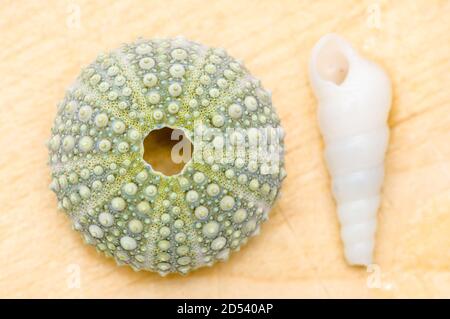 Overhead shot of a sea urchin and a seashell placed on a wooden table Stock Photo