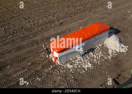 Aerial view of a cotton module ready for shipping at the Schirmer Farm during harvest August 23, 2020 in Batesville, Texas. Stompers use a hydraulic ram and tramper beam to compress the cotton into modules, 32 feet long, 7 1/2 feet wide, and 9 1/2  feet tall. Stock Photo