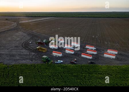 Aerial view of cotton modules ready for shipping at the Schirmer Farm following harvest August 24, 2020 in Batesville, Texas. Stompers use a hydraulic ram and tramper beam to compress the cotton into modules, 32 feet long, 7 1/2 feet wide, and 9 1/2  feet tall. Stock Photo