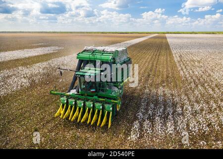 Operations Manager Brandon Schirmer operates a speciality cotton picking harvester at his family farm during the cotton harvest August 25, 2020 in Batesville, Texas. Stock Photo