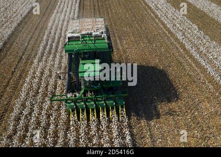 Operations Manager Brandon Schirmer operates a speciality cotton picking harvester at his family farm during the cotton harvest August 24, 2020 in Batesville, Texas. Stock Photo