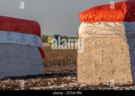 Cotton modules ready for shipping at the Schirmer Farm during harvest August 23, 2020 in Batesville, Texas. Stompers use a hydraulic ram and tramper beam to compress the cotton into modules, 32 feet long, 7 1/2 feet wide, and 9 1/2  feet tall. Stock Photo