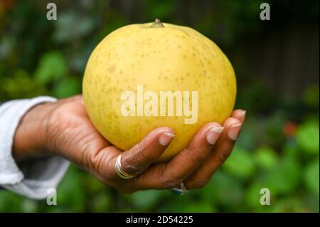 Large homegrown Asian/Nashi pear held by hand. Stock Photo