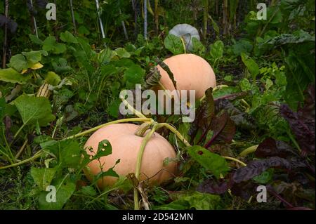 Mixed pumpkins and squash growing naturally on an allotment. Stock Photo