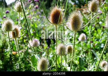 Teasles (dipsacus) with seed heads forming. Stock Photo