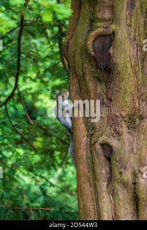 Graues Eichhörnchen - Plage im Pittencrieff Park in Schottland Stock Photo