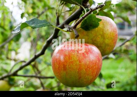 Cox's Orange pipping growing in sunshine Stock Photo