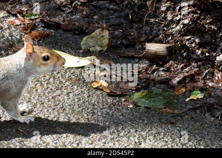 Graues Eichhörnchen - Plage im Pittencrieff Park in Schottland Stock Photo