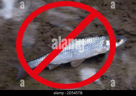 Sign warning of water polution in the River Winniford at Seatown,Dorset ...
