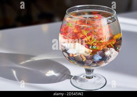 Wine glass fish outlet tank