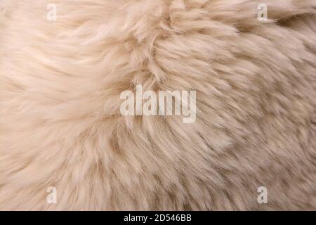 Beige wool texture with long hair, background Stock Photo