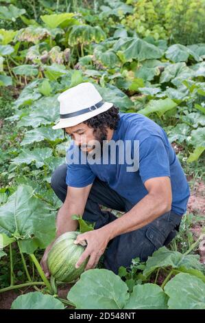 Colombian man picking watermelons, in the orchard on his knees. Stock Photo