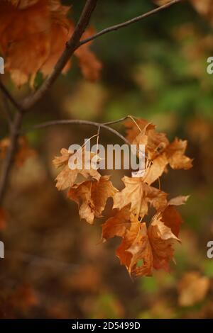 Autumn maple tree with dry big leaves grow in the forest Stock Photo