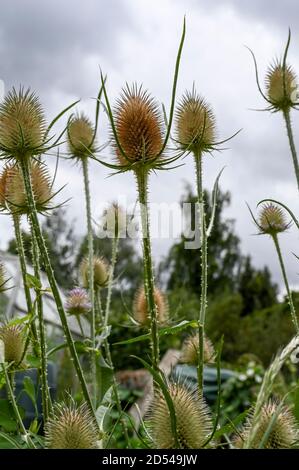 Teasles (dipsacus) with seed heads forming. Stock Photo