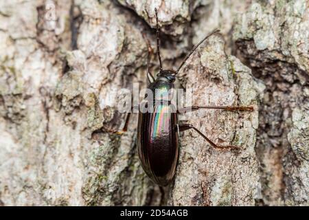 Darkling Beetle (Tarpela micans) aka Rainbow Beetle Stock Photo