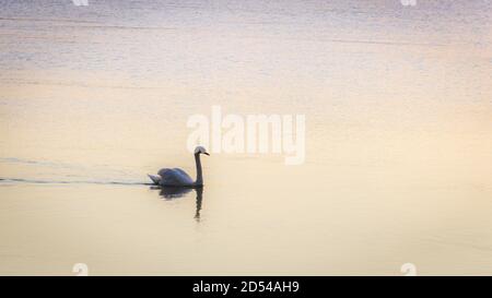 Backlit image of the silhouette of a swan swimming in the calm water of a river early in the morning Stock Photo