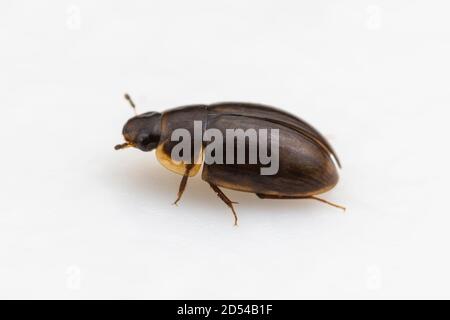 Water Scavenger Beetle (Enochrus sp.) isolated on white background. Stock Photo
