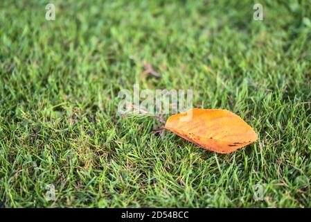 Single fallen autumn cherry tree leaf on the grass. Leaf in sunlight lying on the lawn. Simple but beautiful blurry and copy space fall mood backgroun Stock Photo