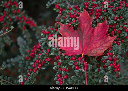 Single red maple leaf on red buckthorn berries bush. Beautiful red autumn background, Dublin, Ireland Stock Photo