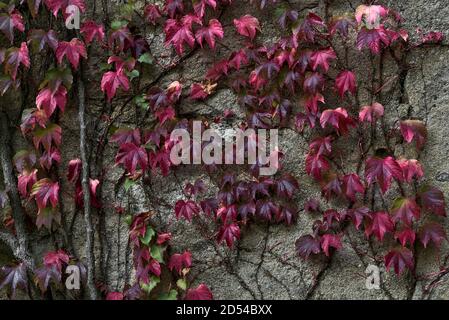Beautiful autumnal red leaves of ivy hedera plant clinging and climbing on the wall, Marlay Park, Dublin, Ireland Stock Photo