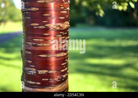 Beautiful brown trunk and bark of cherry tree in sunlight isolated on green grass background with copy space, Marlay Park, Dublin, Ireland Stock Photo
