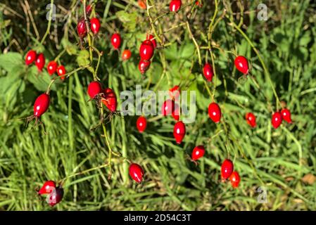 Beautiful autumnal shot of many ripe rose hips fruit on grass background, Marlay Park, Dublin, Ireland Stock Photo