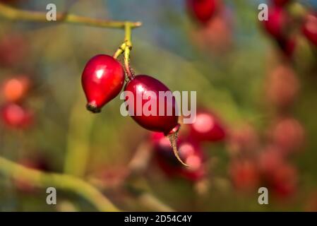 Macro view of beautiful fall rose hips fruit on warm autumn background, Marlay Park, Dublin, Ireland Stock Photo