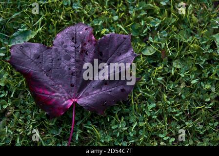 Beautiful single dark-purple autumn fallen leaf of Acer Platanoides Crimson King Norway maple tree on university campus, Dublin, Ireland Stock Photo