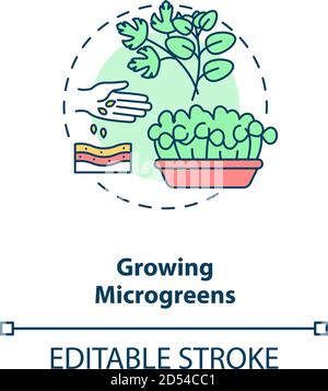 Growing microgreens concept icon Stock Vector