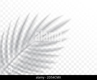 Shadows, overlay effects mock up, leaf of palm tree plant, natural interior light, vector illustration. Stock Vector
