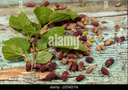 Fruits and leaves of blackberry spread on wooden surface. The blackberry is products of the Morus alba tree. Its leaves, which also contain nutrients Stock Photo
