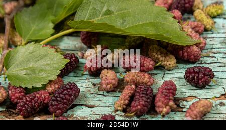 Fruits and leaves of blackberry spread on wooden surface. The blackberry is products of the Morus alba tree. Its leaves, which also contain nutrients Stock Photo