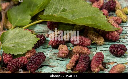 Fruits and leaves of blackberry spread on wooden surface. The blackberry is products of the Morus alba tree. Its leaves, which also contain nutrients Stock Photo