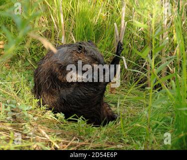 Beaver close-up sitting on his rear end and grooming its fur with a ...