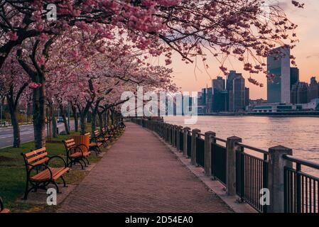 Cherry blossoms and view of the Manhattan skyline at sunset, at Roosevelt Island, in New York City Stock Photo