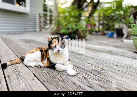 Old sad senior calico cat lying down on wooden deck terrace patio in outdoor garden of house on floor with eyes closed Stock Photo