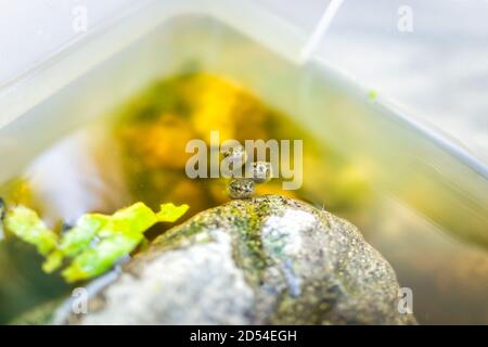 Gray tree frog treefrog tadpoles swimming in aquarium outside breathing air opening mouths in Virginia Stock Photo